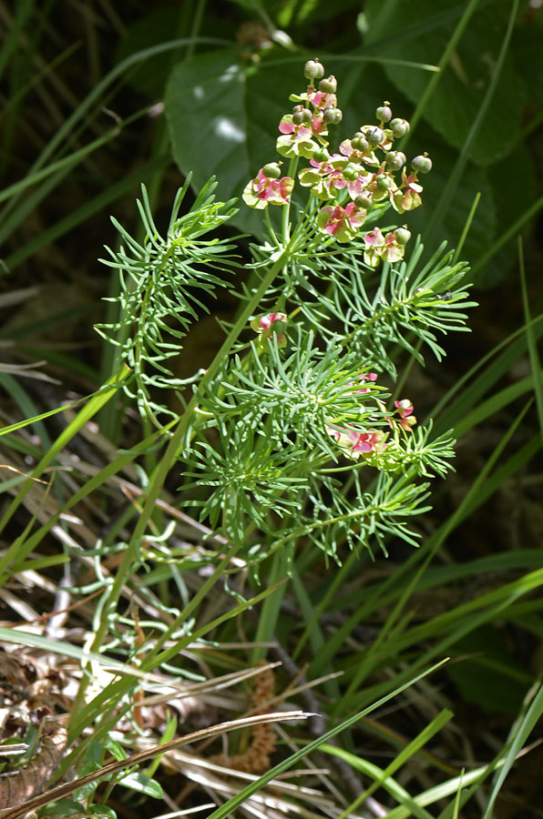 Fiore del Summano da ID.-  Euphorbia cyparissias
